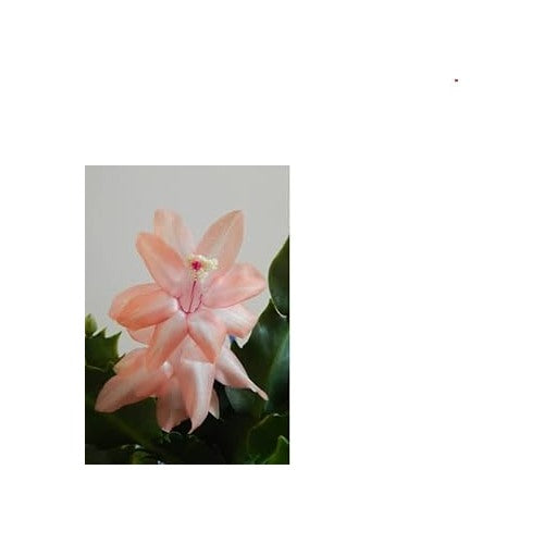 Zygocactus Peach Flower Seeds [neera-v5-d284bd66eff4a5e2c2e3]