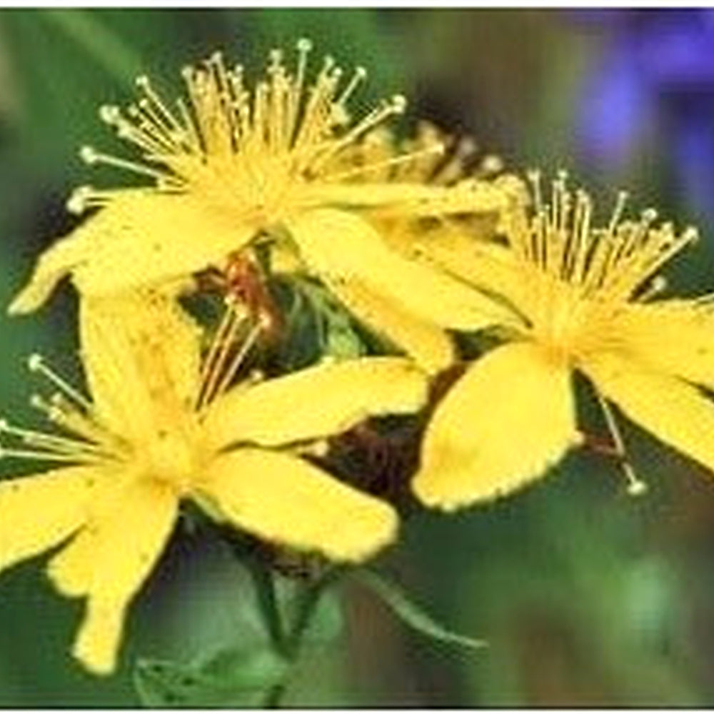 Hypericum Patulum Plant Seeds [neera-v5-d292388c31b48f09cdf2]