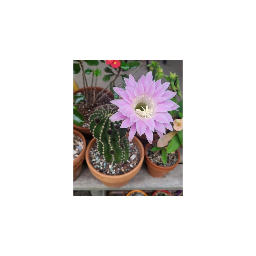 Pink Heirloom Non Gmo Echinopsis Tubiflora Flower Garden Planting Rare Cactus Blooms Flower [neera-v5-d29e87083961391d1799]