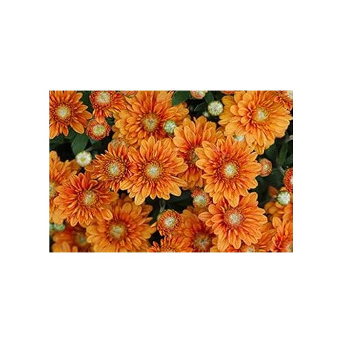White Orange China Aster Flower Seeds for Planting [neera-v5-d2a0c3e2fcd2983df5c4]