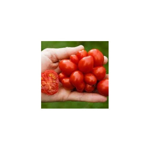 Tomato Vegetable Seeds for Planting [neera-v5-d2b4dcc17b09c803c6b3]