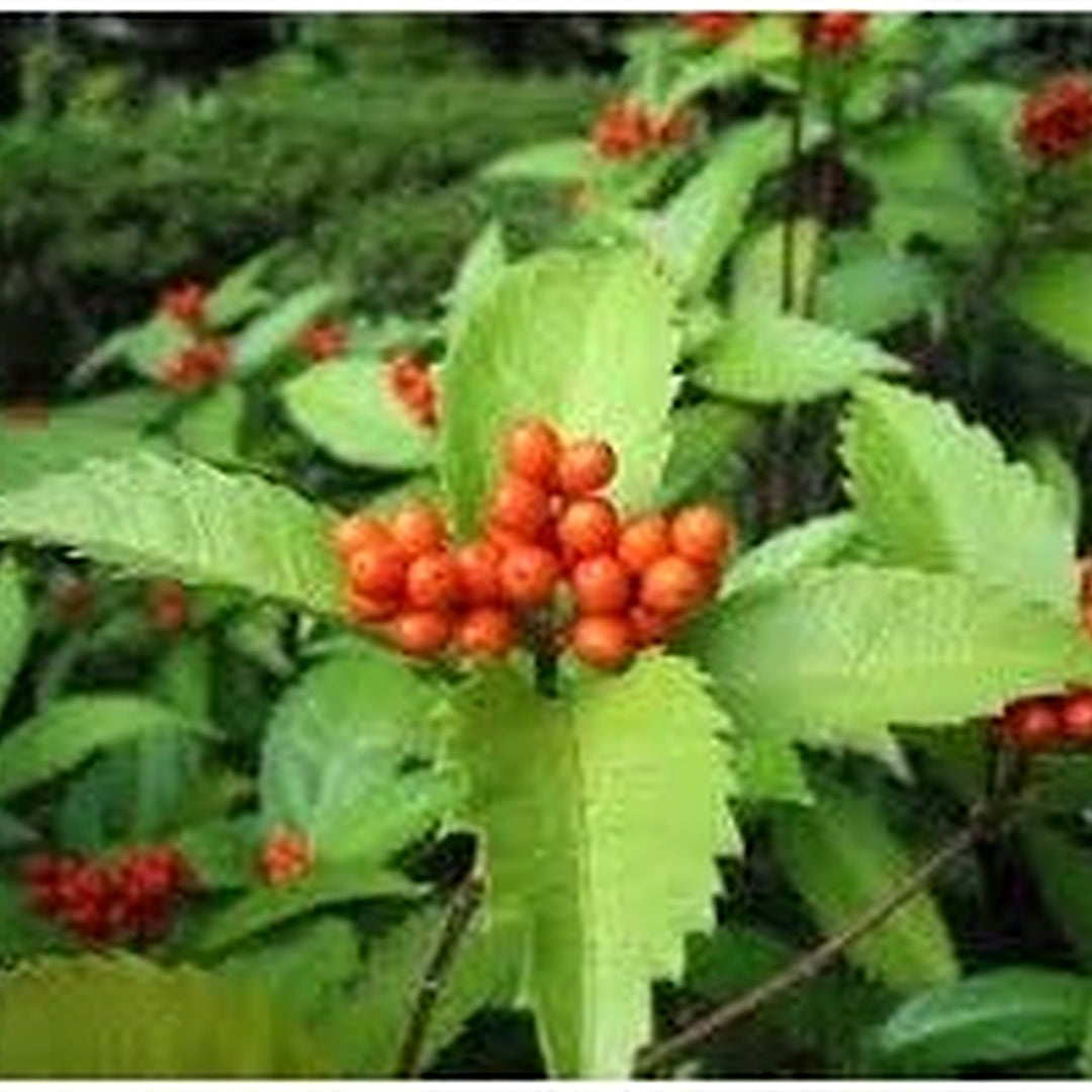 Heirloom Sarcandra Glabra Plant Seeds Non-GMO for Garden Planting Medicinal Evergreen Foliage [neera-v5-d2b9ba79f8d77cc6084e]