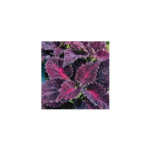 Black Dragon Coleus Flower Seeds for Planting [neera-v5-d2c3041773384442efe3]