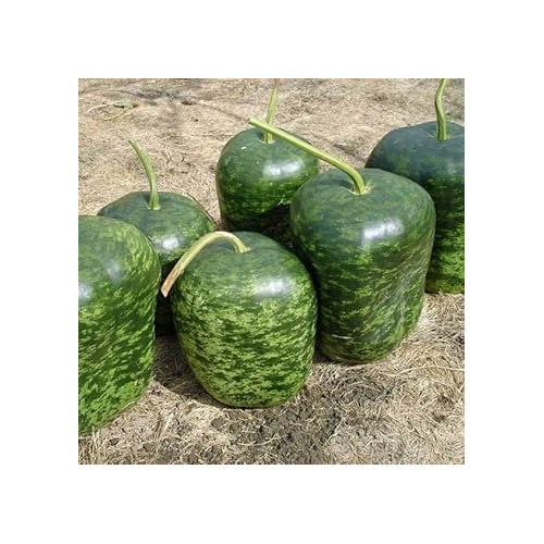 Speckled Apple Fruit Seeds for Planting [neera-v5-d2c78651508c0487b9e4]
