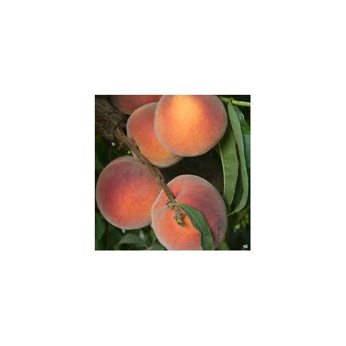 Arctic Supreme Peach Fruit Seeds for Planting [neera-v5-d2c95792abdf7ea8248c]