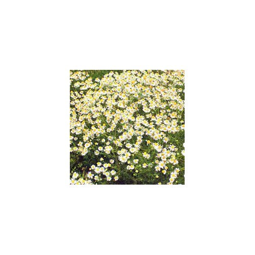 Wild Chamomile Seeds for Planting [neera-v5-d2cccbd52dad939e5b96]
