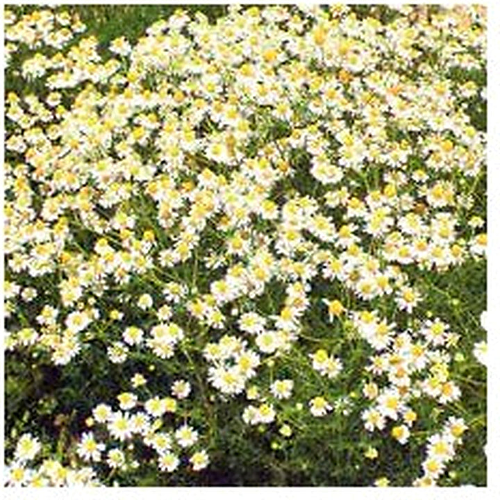 Wild Chamomile Seeds for Planting [neera-v5-d2cccbd52dad939e5b96]