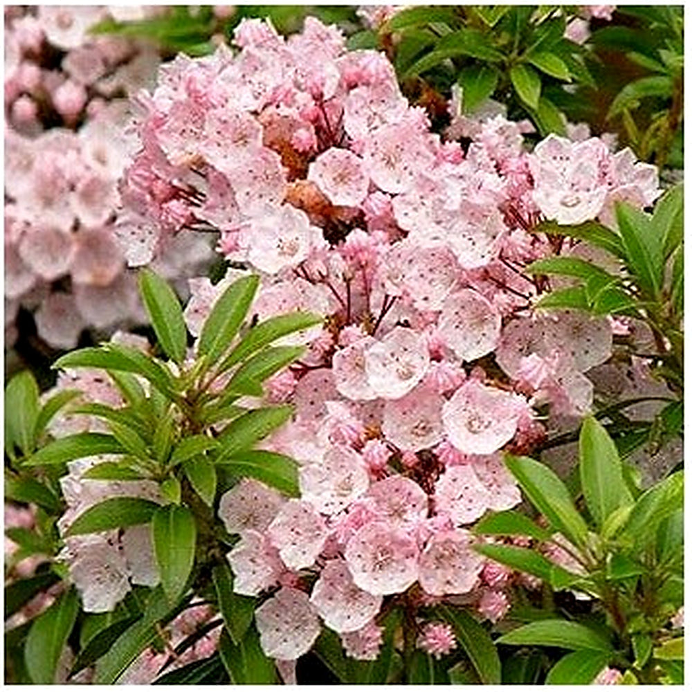 Mountain Laurel Flower Seeds [neera-v5-d2dfb8261659f9fe338a]