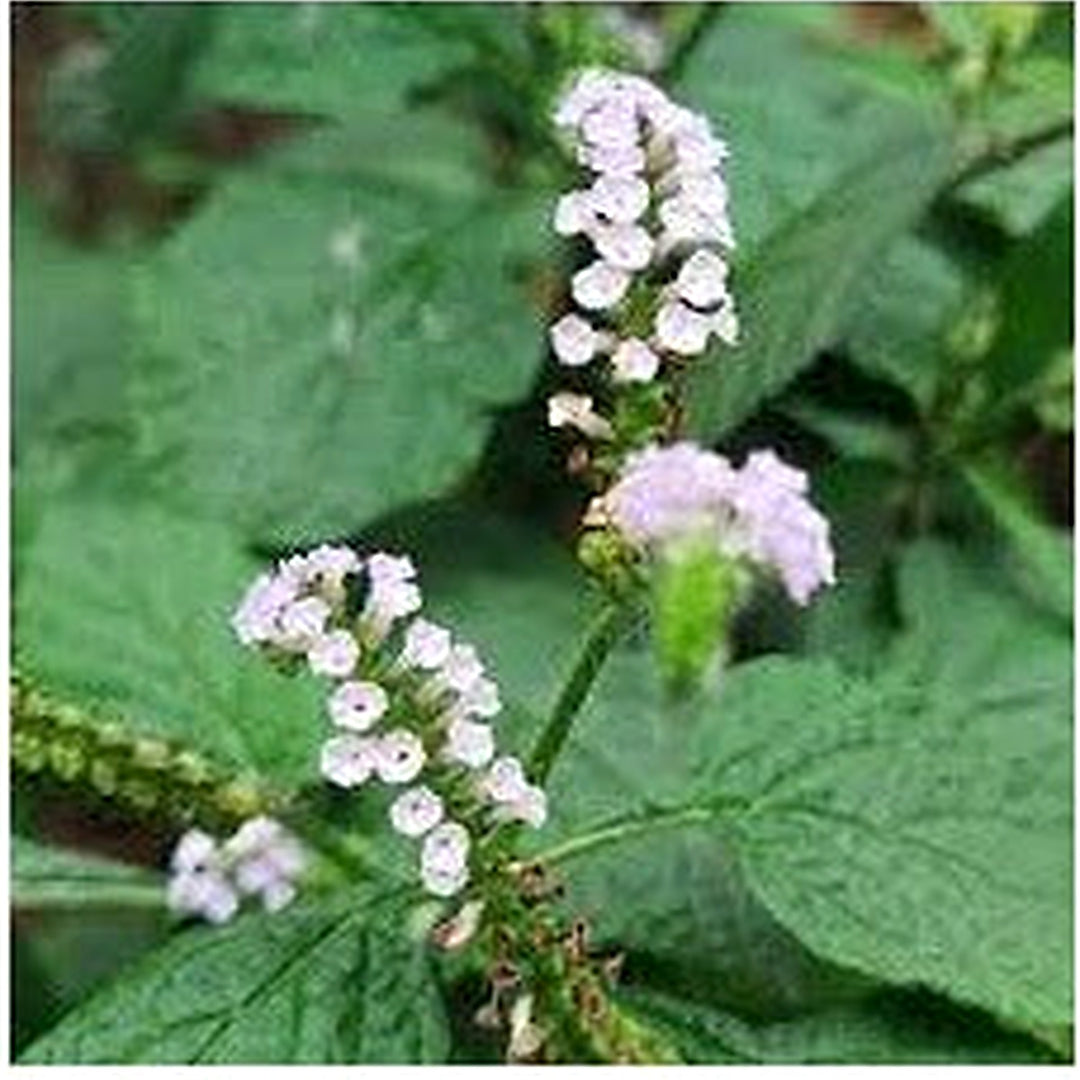 Green Arborescens Plant Seeds [neera-v5-d2f1c53df2bb26a51bb7]
