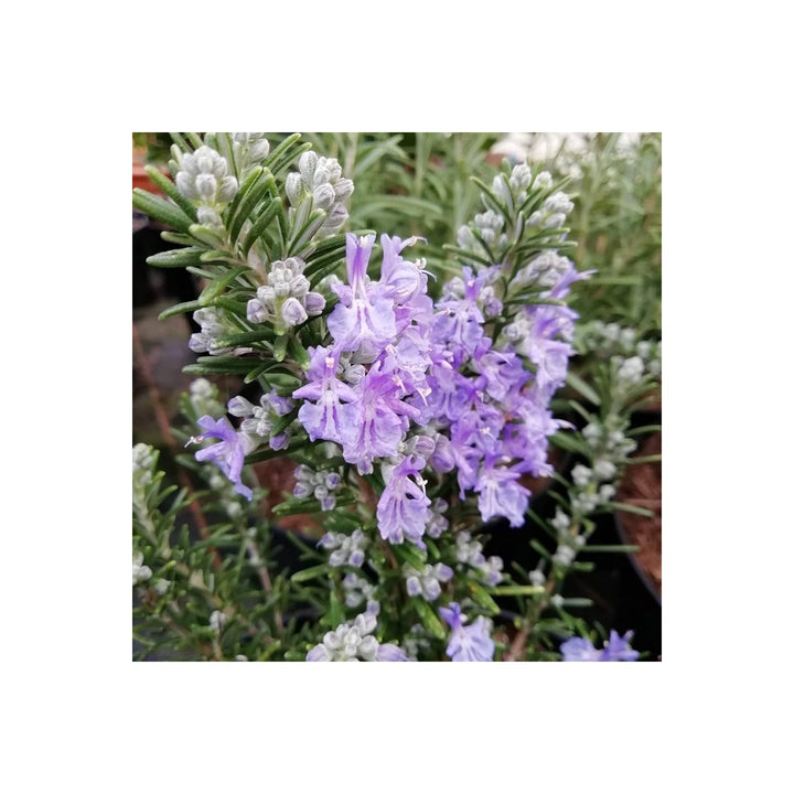 Violet Heirloom Non Gmo Rosemary Planting Flower Seeds Home Garden Planting, Blooming [neera-v5-d2f476c3d169629912c7]
