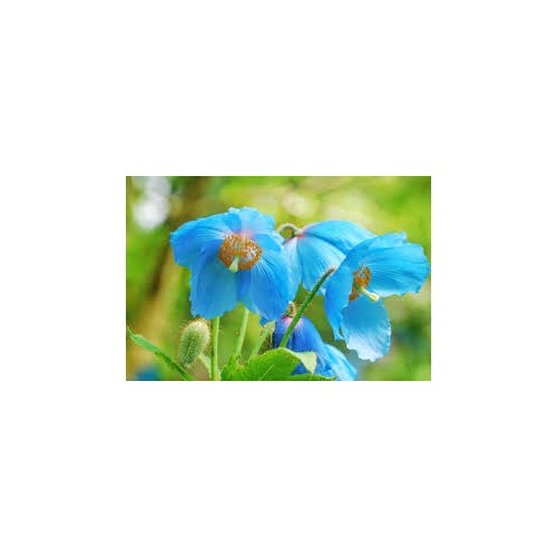 Heirloom Meconopsis Betonicifolia Himalayan Blue Poppy Flower Seeds for Planting [neera-v5-d2fb2055863dcd3d0fdd]