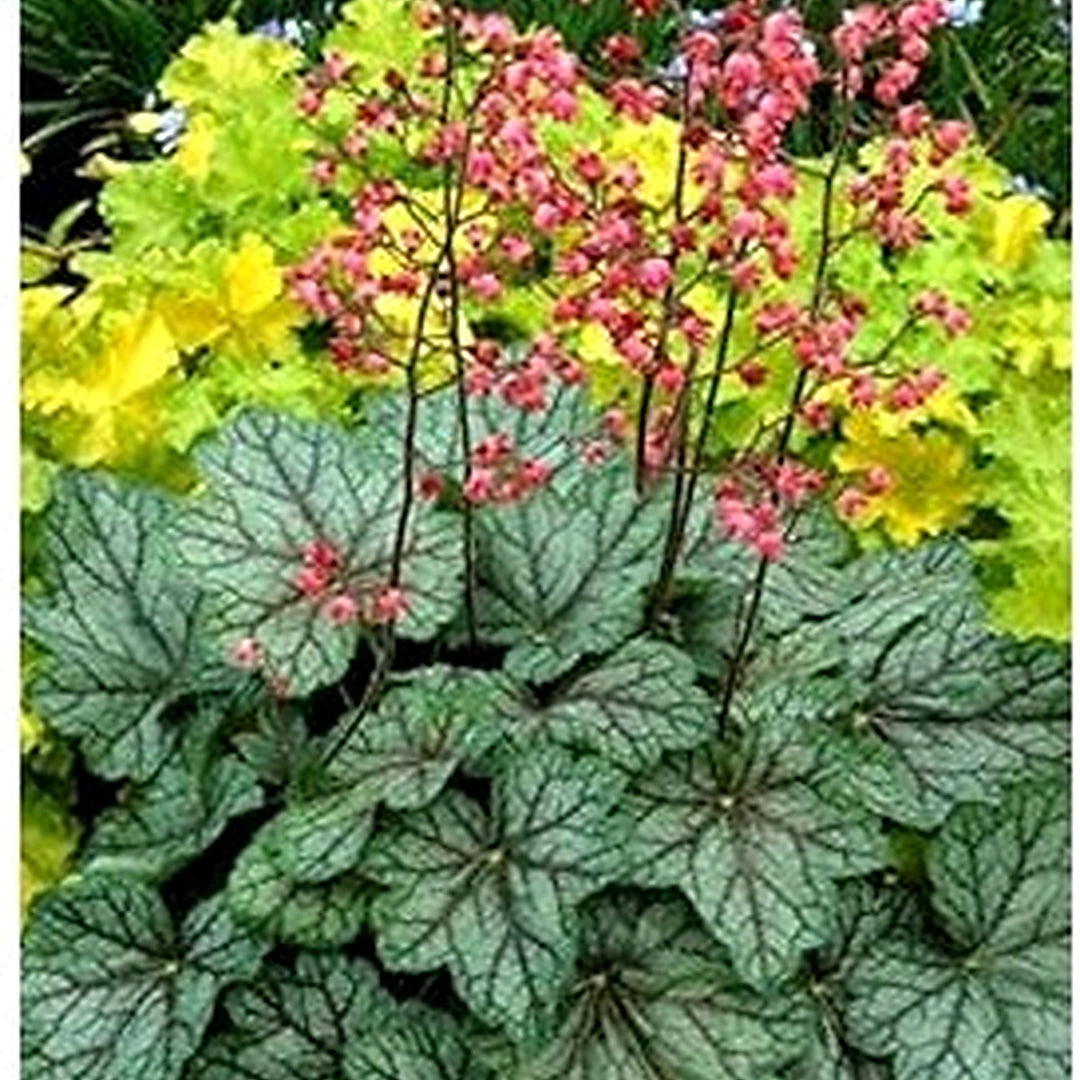 Green Heuchera Plant Seeds for Planting [neera-v5-d2fb6b3d0a2d24d8f6e6]