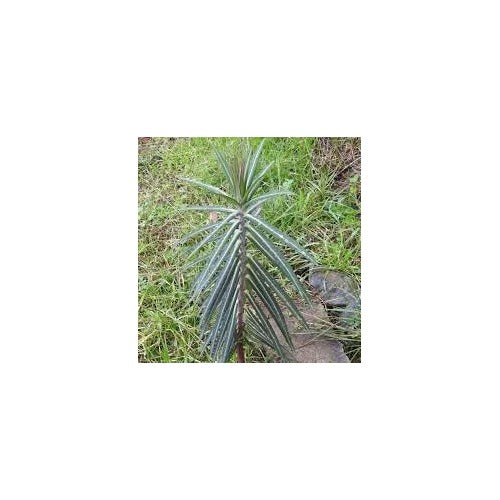 Lathyris Plant Seeds [neera-v5-d2fd9d14051328b3fe7c]