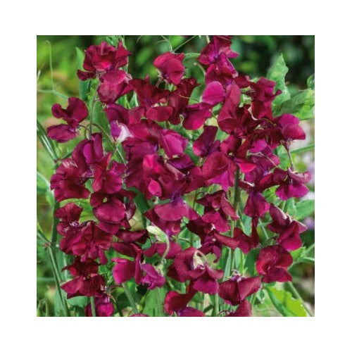 Red Sweet Pea Royal Maroon Fragrant Climbing Vine Flowers Non Gmo Heirloom Fragrant Climbing Annual [neera-v5-d2fe27de3ae0c29db6dd]