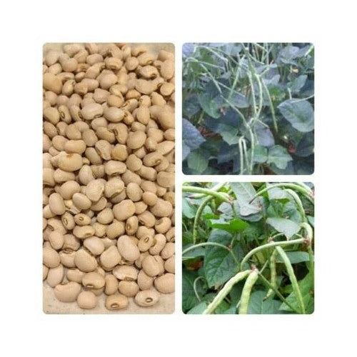 Cream Texas Cowpea Pea Free Gift Planting Wevery Garden Order Heirloom Non Gmo Fragrant [neera-v5-d3003fef2625f1cc5fcb]