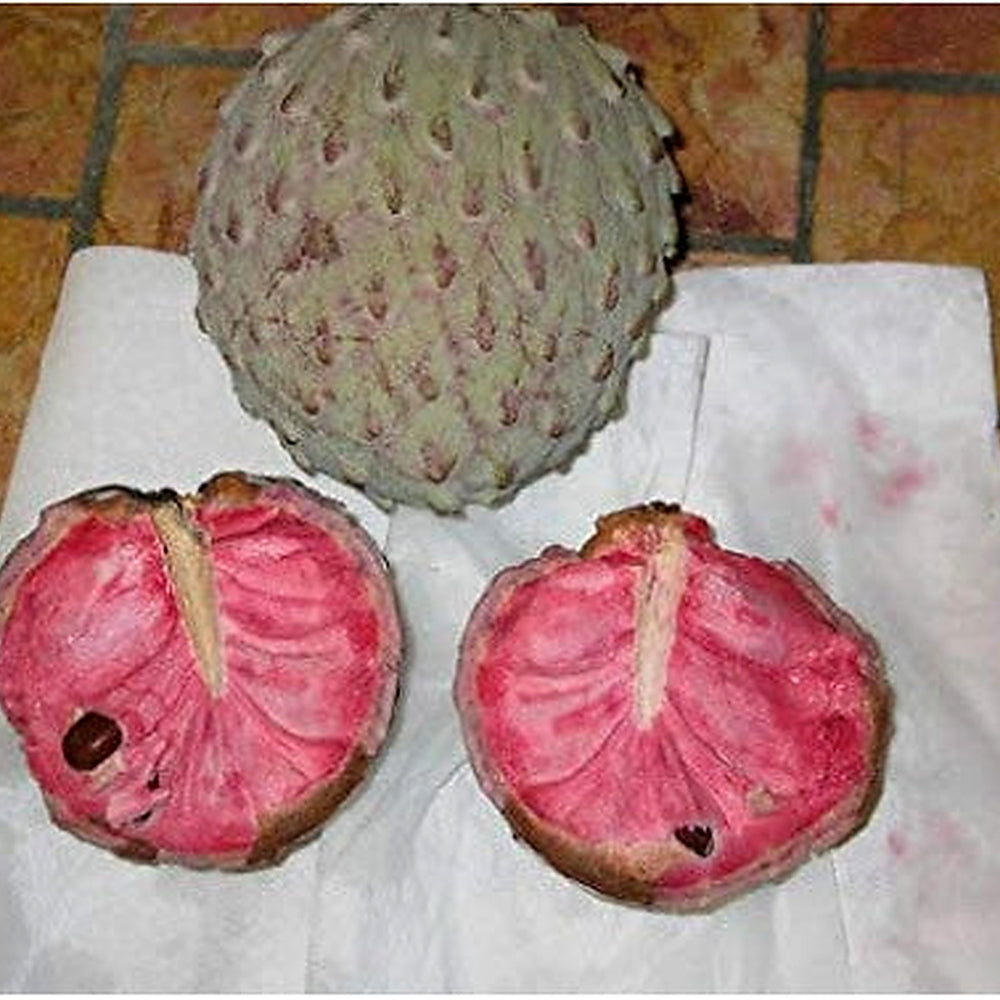 Soursop Fruit Seeds for Planting [neera-v5-d3034ce081ce57f45587]