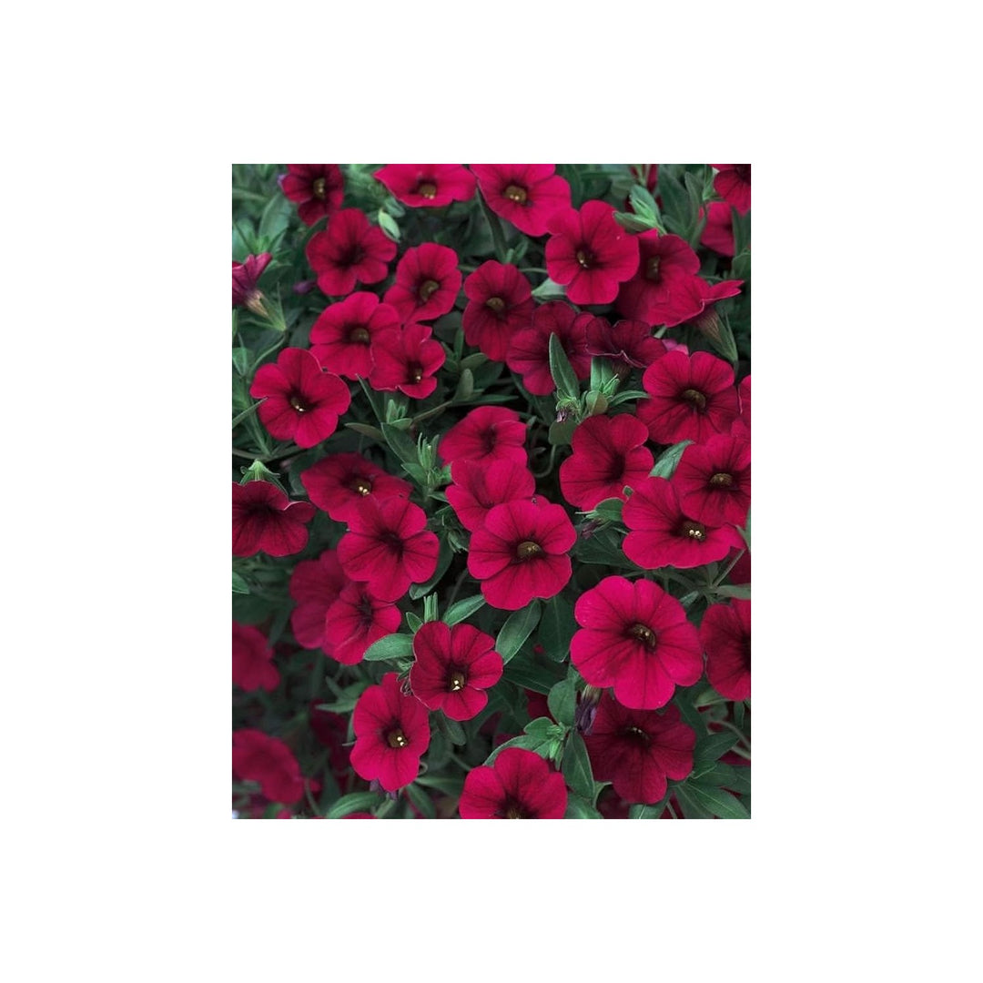 Heirloom Hanging Petunia Mixed Burgundy Rare Variety Garden Plant Flower Seeds for Home Garden [neera-v5-d3069cbad0101bf0aaa3]
