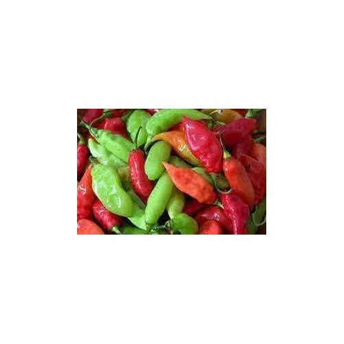 Trinidad Pimento Pepper Seeds for Planting [neera-v5-d308ce20ab7ff857f402]