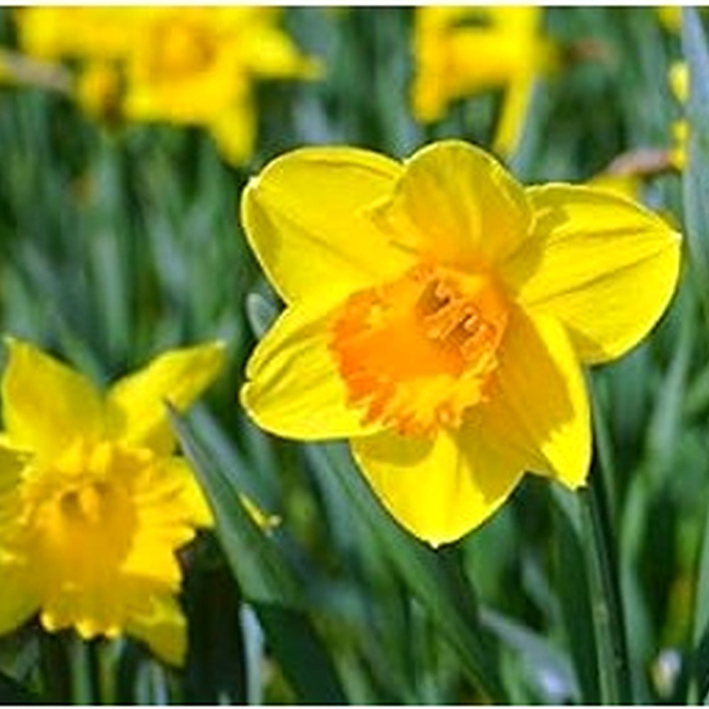 Yellow Narcissus Flower Seeds for Planting [neera-v5-d30d223ab73b6c5f4e54]