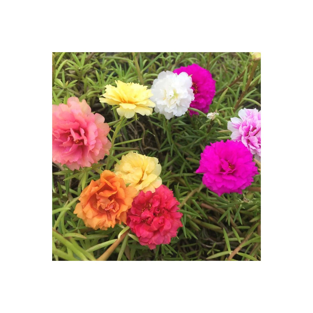 Portulaca Flower Heirloom Non Gmo Sun Loving Blooms Colorful Garden Planting Flower Seeds [neera-v5-d3159f0c003c0f6f4c2f]