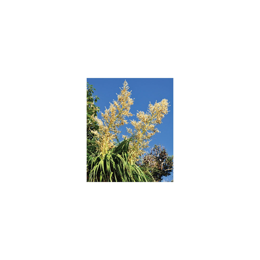 Yellow Beaucarnea Recurvata Plant For Planting Non Gmo Flower Seeds for Home Garden Planting, [neera-v5-d31c51a28eedc41f319b]