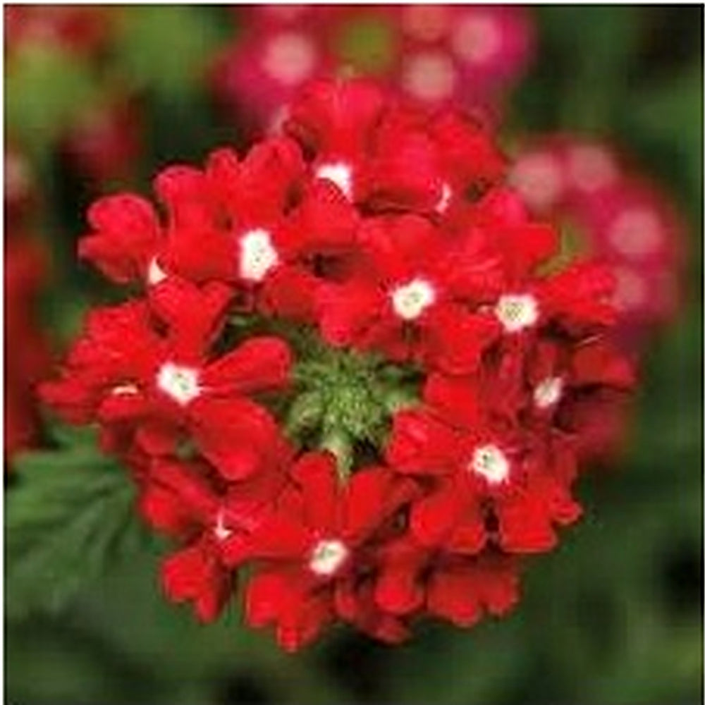 Red White Verbena Flower Seeds for Planting [neera-v5-d3211dd2c6b30bdba668]
