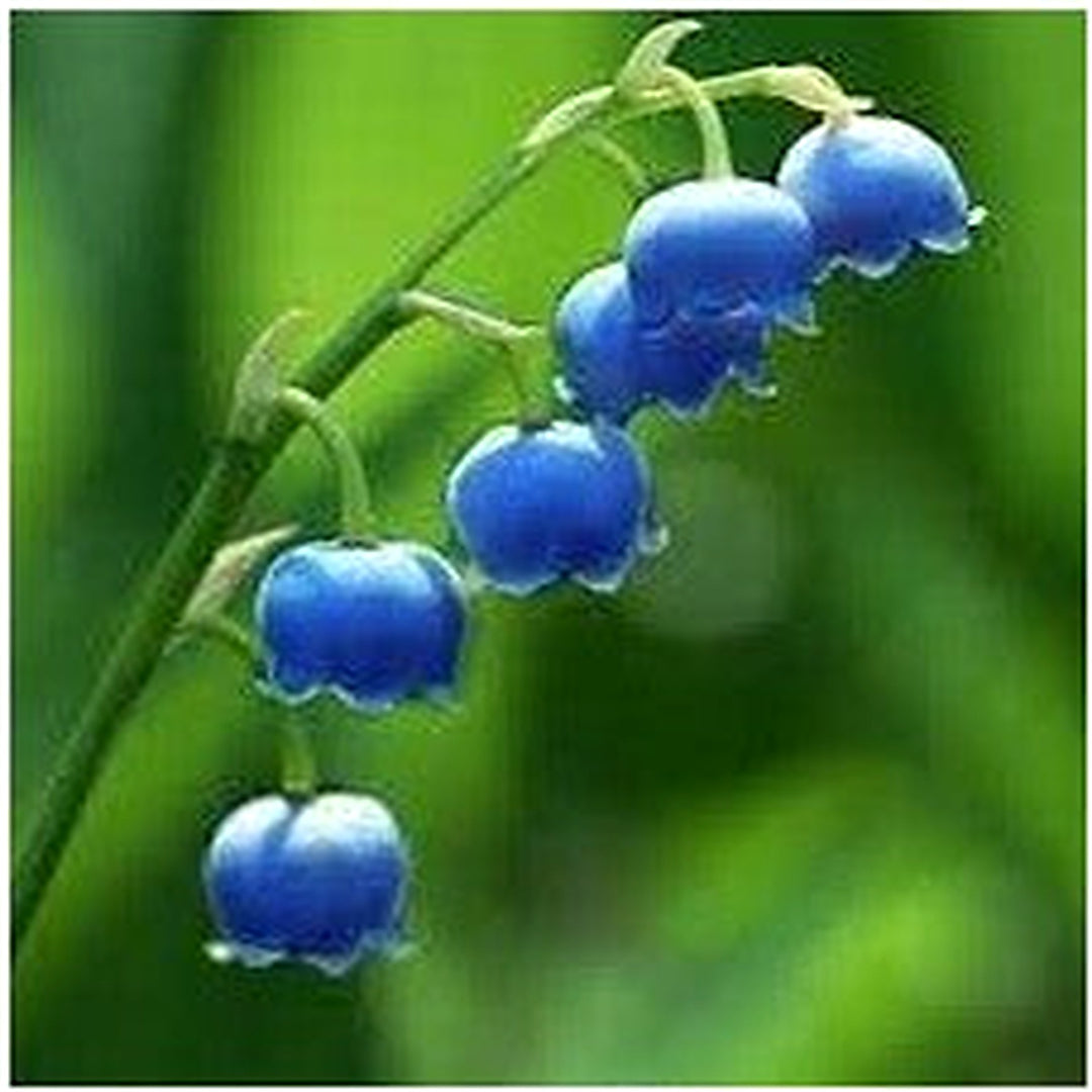 Convallaria Majalis Flower Heirloom Non Gmo For Fragrant Shade Garden Planting Flower Seeds for [neera-v5-d3358062e17710c8e1f8]