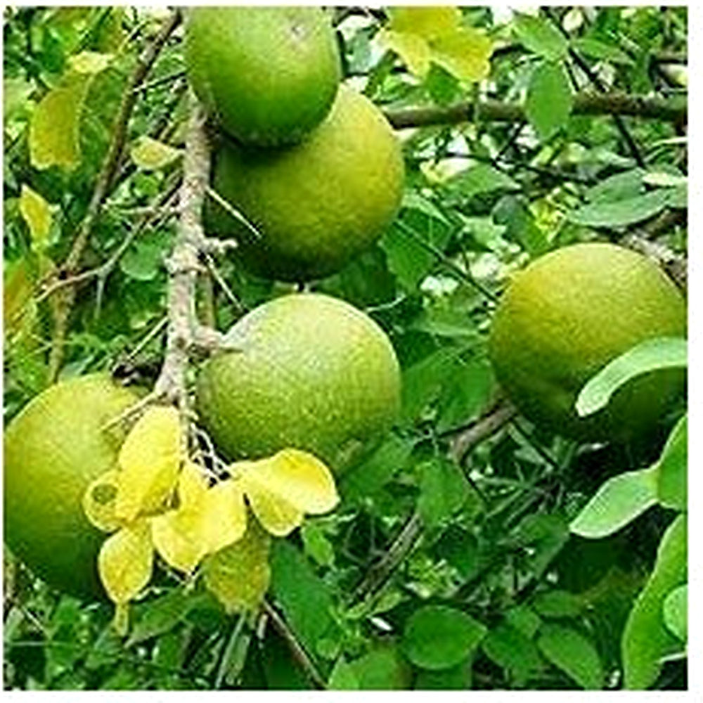 Decorative Winterberry Seeds for Planting [neera-v5-d35f045166e3e006dfee]