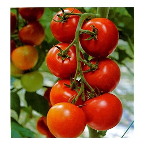 Sour-Type Tomato (Summer Variety) Vegetable Seeds for Planting [neera-v5-d3673fc26905f5e97e38]
