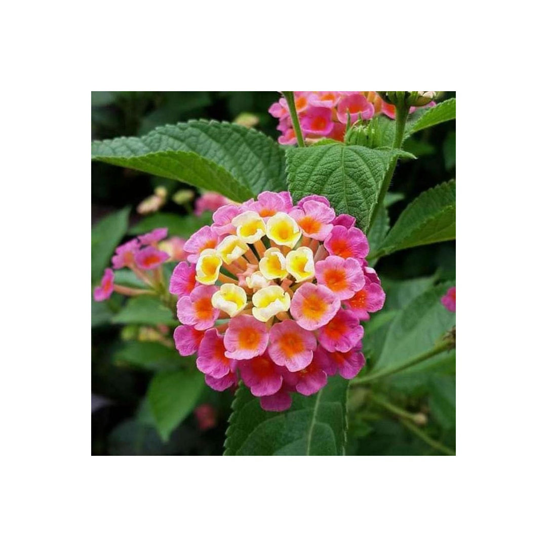 Feston Rose Lantana Flower For Planting Heirloom Non Gmo Garden Flower Seeds for Home Garden [neera-v5-d3687f13f9ffcdba3d13]