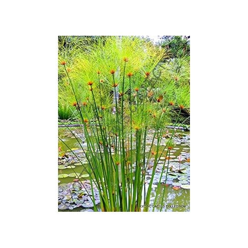 Heirloom Non-GMO Green Cyperus Papyrus Flower Seeds for Ornamental Water Garden Planting [neera-v5-d369555160823715c989]