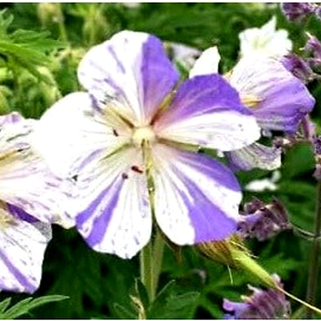 Violet White Geraniums Flower In Flower Seeds for Home Garden Planting, Vibrant Organic Blooming [neera-v5-d36bbd899a9d80e14750]