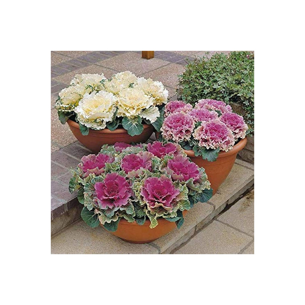 Ornamental Cabbage Brassica Oleracea Vegetable For Planting In Decorative Garden Beds Flower Seeds [neera-v5-d37e7805cdd2de3085f9]