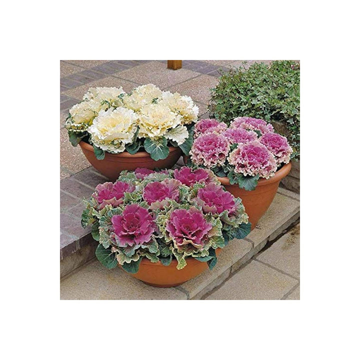 Ornamental Cabbage Brassica Oleracea Vegetable For Planting In Decorative Garden Beds Flower Seeds [neera-v5-d37e7805cdd2de3085f9]