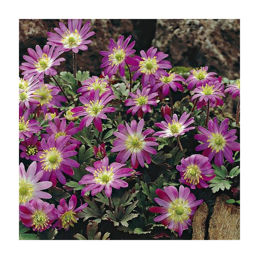 Pink Heirloom Non Gmo Blanda Star Flower Garden Planting Delicate Daisy Like Bloom Flower Seeds [neera-v5-d3809d3c2e069433d282]