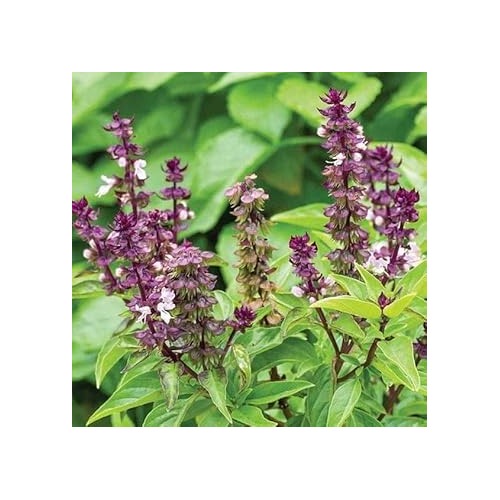 Basil Scented Flower Seeds for Planting [neera-v5-d382127bfa7a0e25d25e]