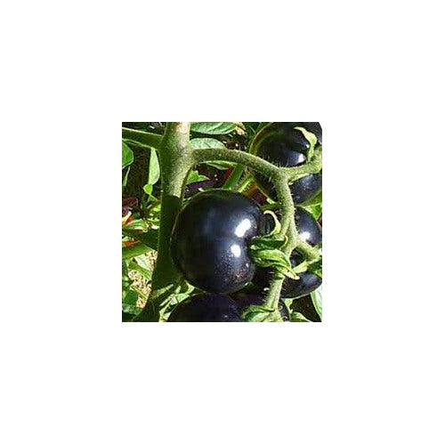 Indigo Rose Tomato Seeds for Planting | Heirloom, Non-GMO, High Germination Organic Garden Seeds [neera-v5-d383808366ae5287acc7]