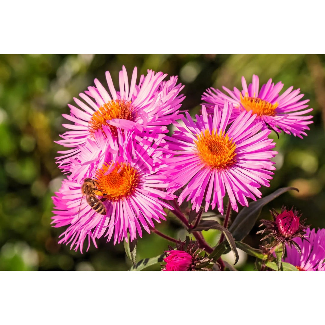 Semi Aster Rainbow Perennial Flower Flower Seeds for Home Garden Planting, Landscape Organic [neera-v5-d3a3285ce96934bd2eec]