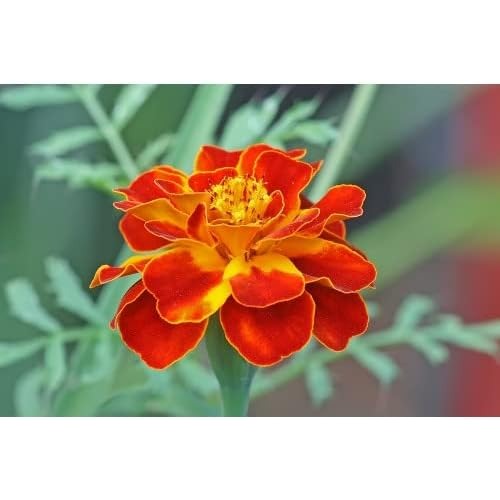 Multi-Colored Marigold Seeds for Planting [neera-v5-d3b7725a9bea85358c20]