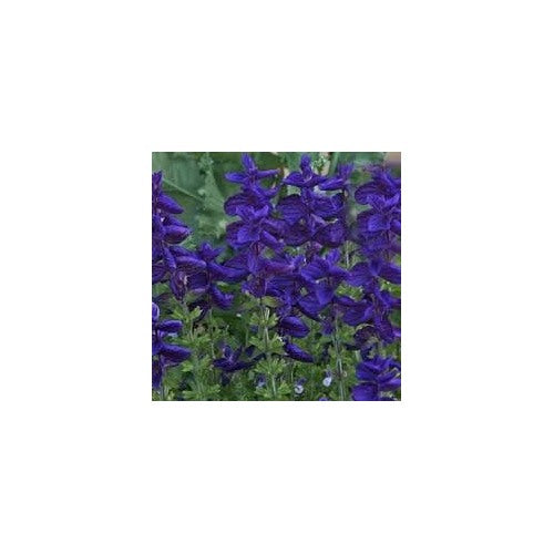 Sage Flower Heirloom Non Gmo Planting Flower Seeds for Home Garden Planting, Blooming Organic [neera-v5-d3cdc5c2fbd7697f4d91]