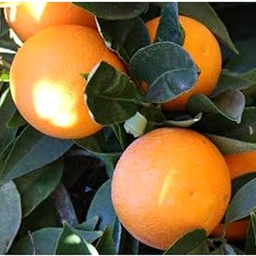 Lemon Tree Seeds for Planting [neera-v5-d3d7fd079ca1bcdaaf5a]