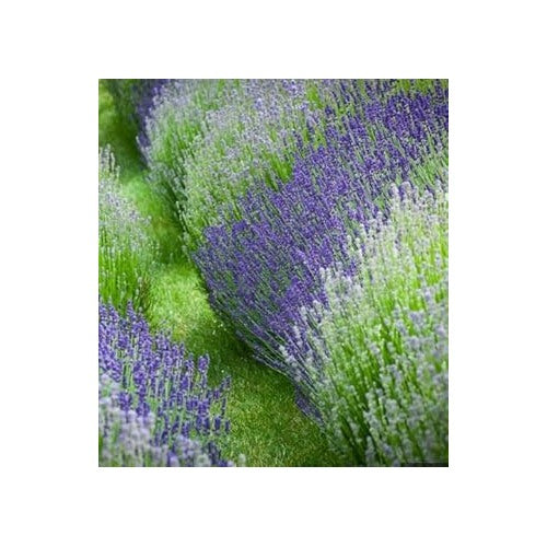Heirloom Non-GMO Mixed Lavender Flower Seeds for Planting [neera-v5-d3edd3a3f5423f343c2d]