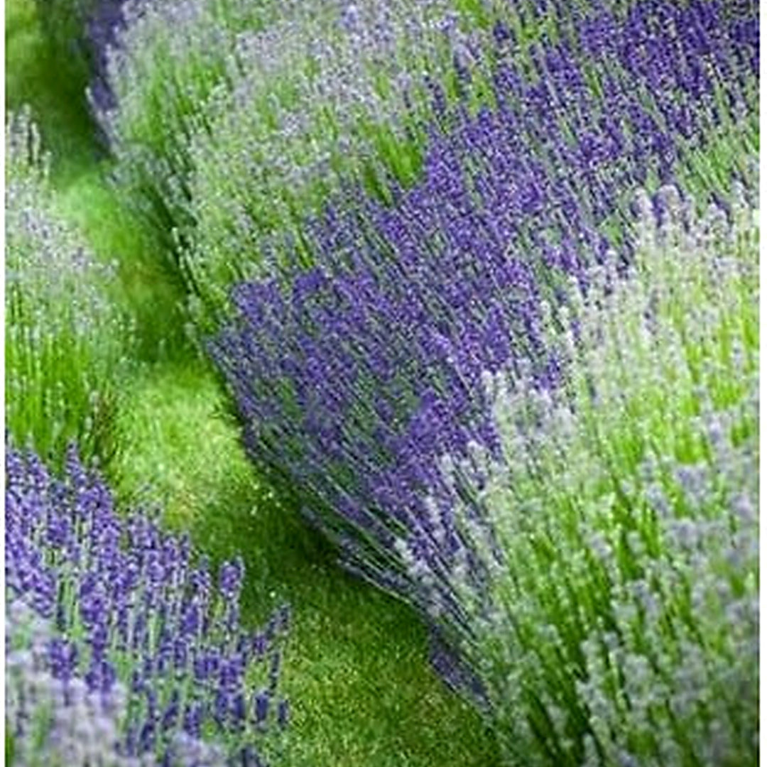 Heirloom Non-GMO Mixed Lavender Flower Seeds for Planting [neera-v5-d3edd3a3f5423f343c2d]