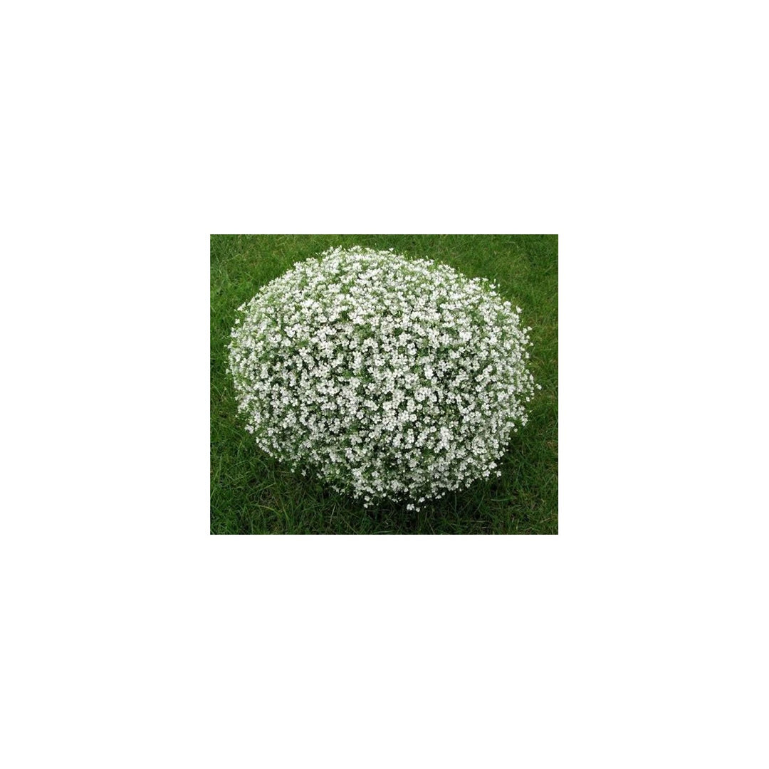 White Gypsophila Paniculata Starry Flower Garden Flower Seeds for Home Garden Planting, Exotic [neera-v5-d3f17c58ae1620181d7d]