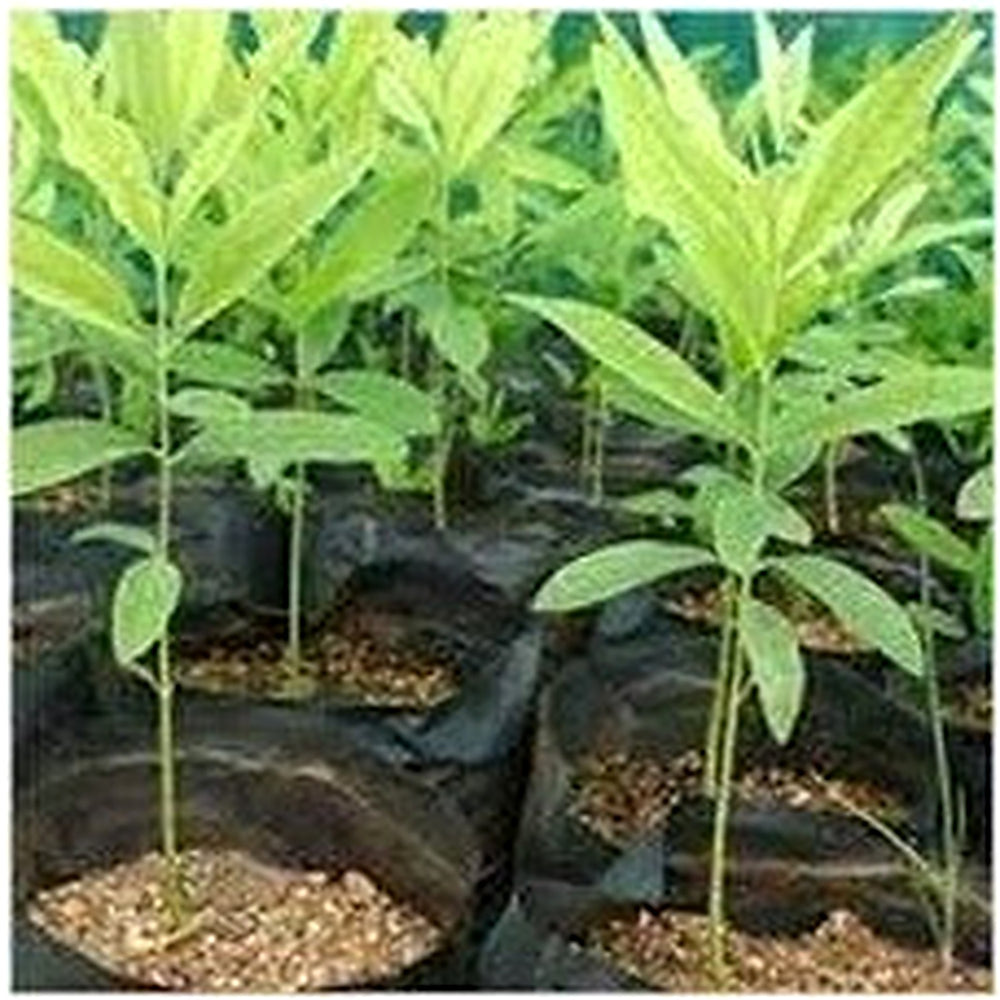 Sandalwood Plant Seeds [neera-v5-d3f2f5c7a00c37fced8e]