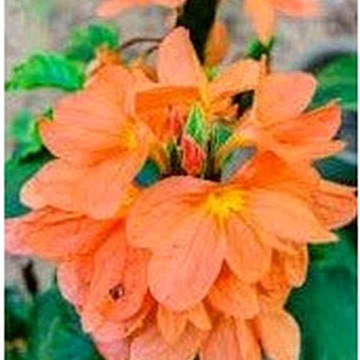 Crossandra Semi Flower Seeds for Planting [neera-v5-d3f6ce35893a5ef8bc95]