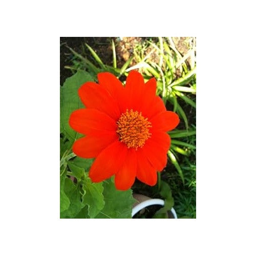 Red Tithonia Rotundifolia Flower Seeds for Planting [neera-v5-d3fded60611e507183cf]