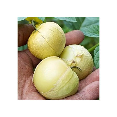 Light Yellow Tomatillo Seeds for Planting [neera-v5-d4033c2b4c157f5ccc56]