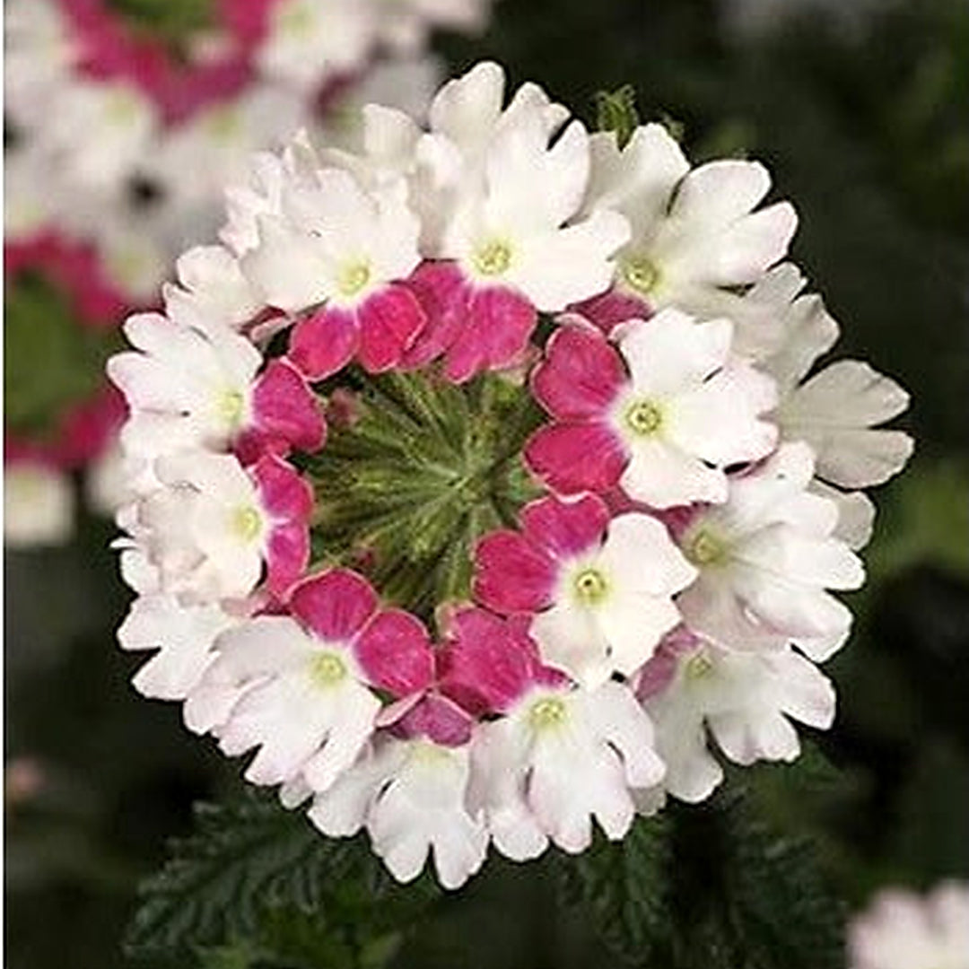 Pink &amp; White Verbena Heirloom Non-GMO Seeds for Planting [neera-v5-d40a79decdc50cdb2fee]