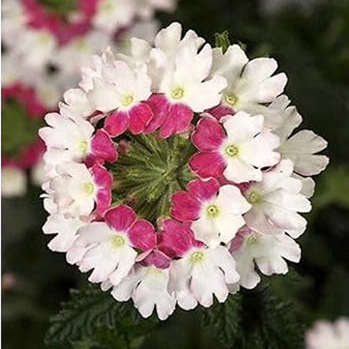 Pink &amp; White Verbena Heirloom Non-GMO Seeds for Planting [neera-v5-d40a79decdc50cdb2fee]